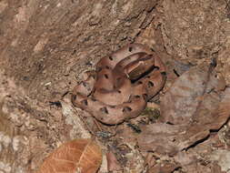 Image of Hump-nosed pit viper