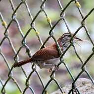 Image of Rufous-and-white Wren