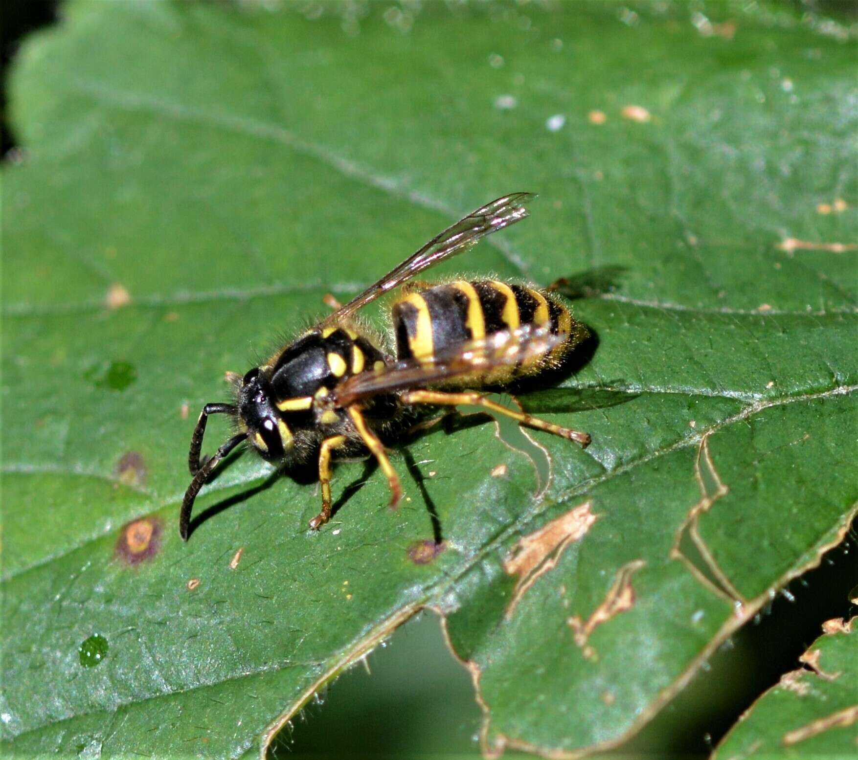 Image of Common wasp