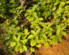 Image of Bunchberry