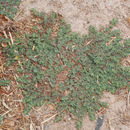 Image of <i>Euphorbia <i>stictospora</i></i> stictospora