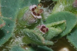 Image of <i>Euphorbia <i>stictospora</i></i> stictospora
