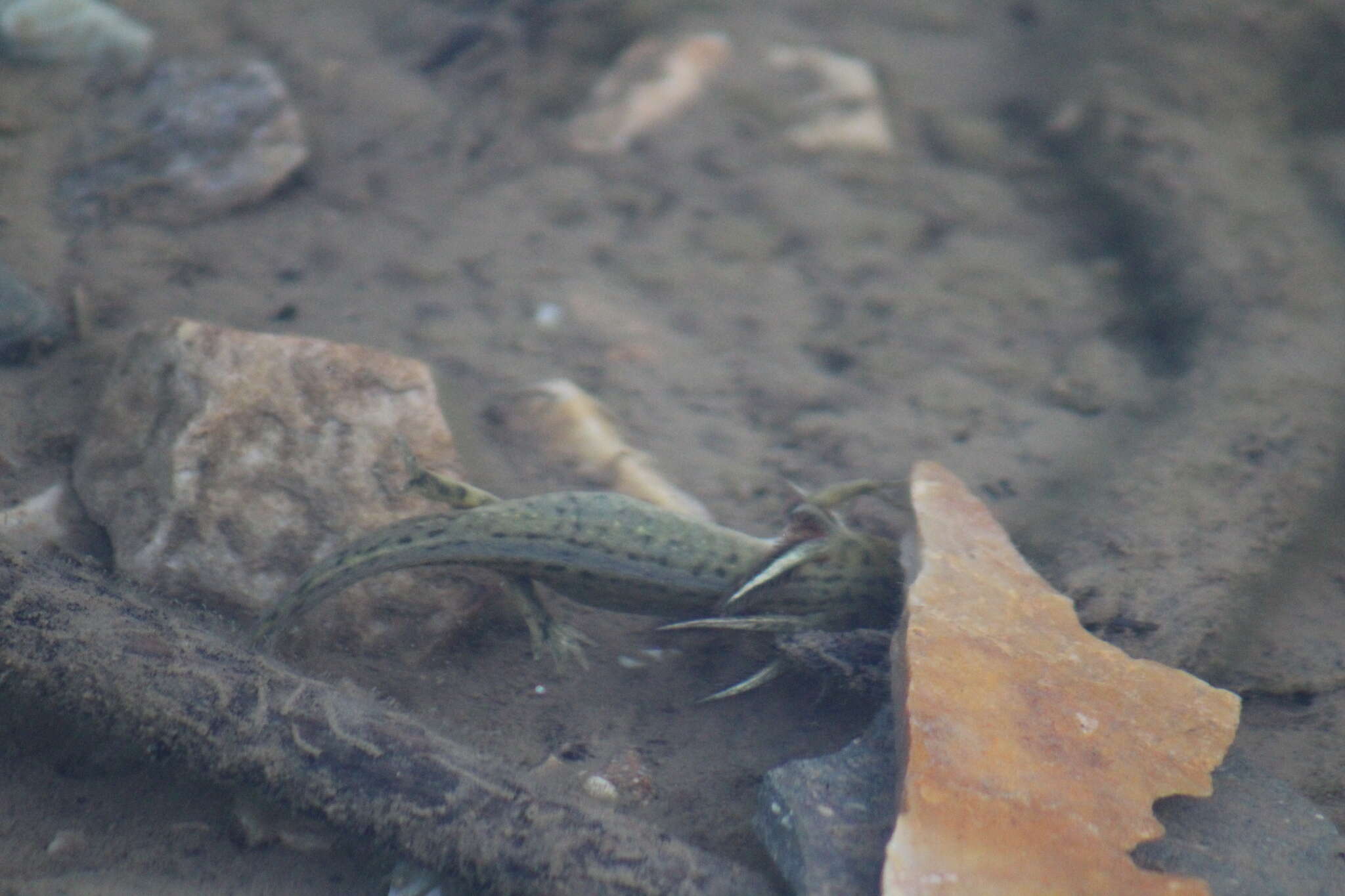 Image of Barred Tiger Salamander