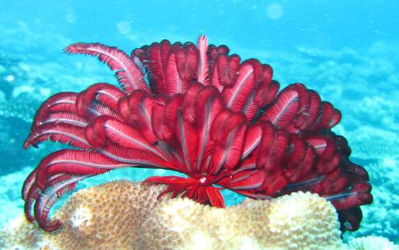 Image of Strong arm crinoid