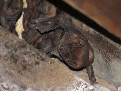 Image of Pallas's Mastiff Bat