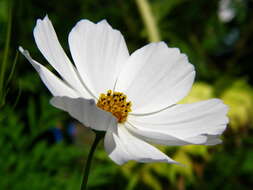 Image of garden cosmos