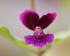 Image of blue waxweed