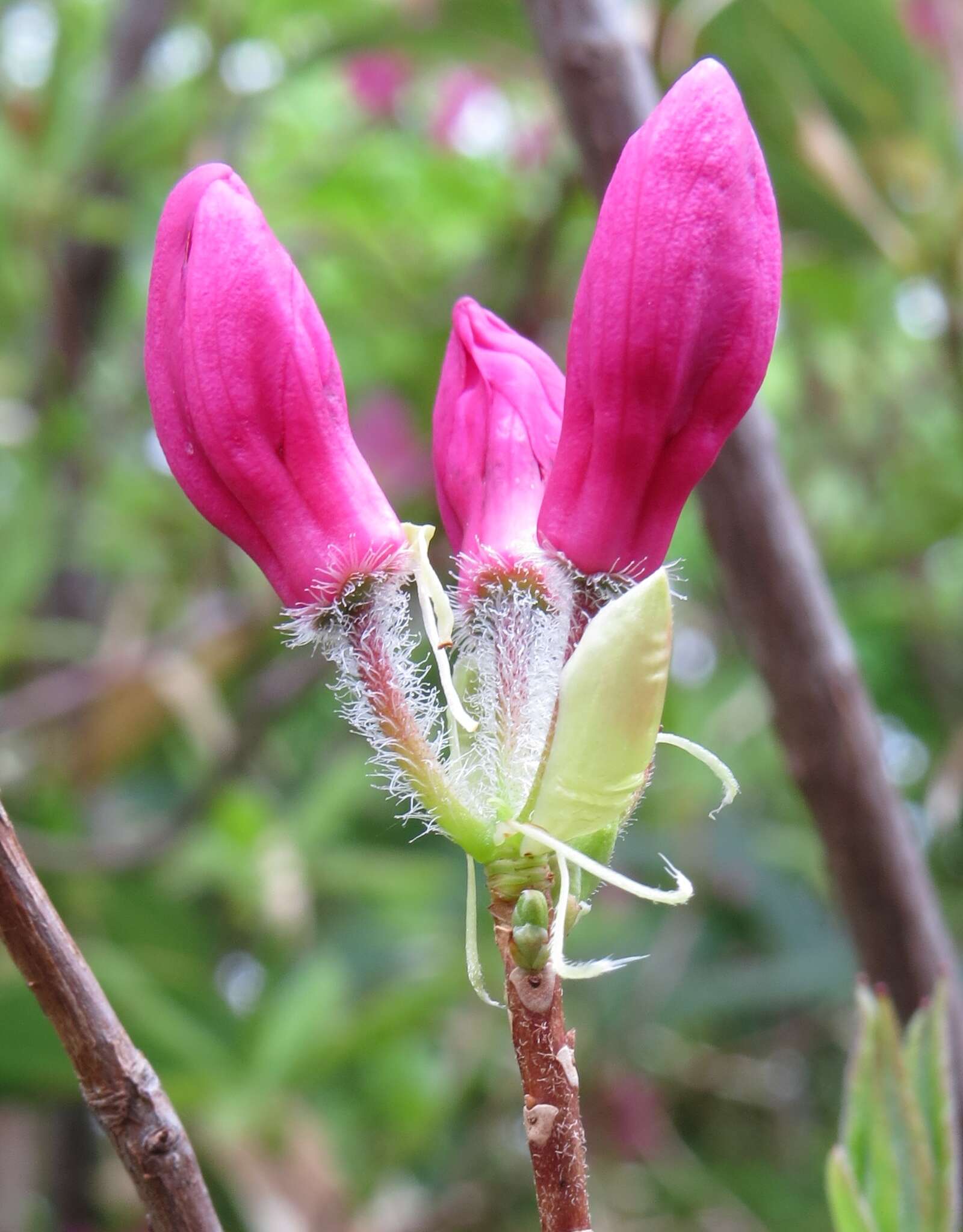 Image of Rhododendron albrechtii Maxim.