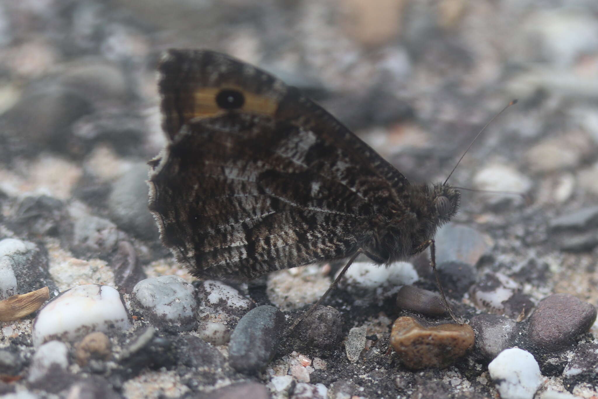 Image of Grayling