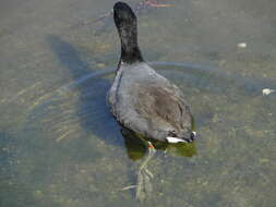 Image of Fulica Linnaeus 1758