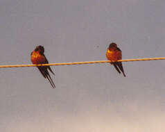 Image of Hirundo Linnaeus 1758