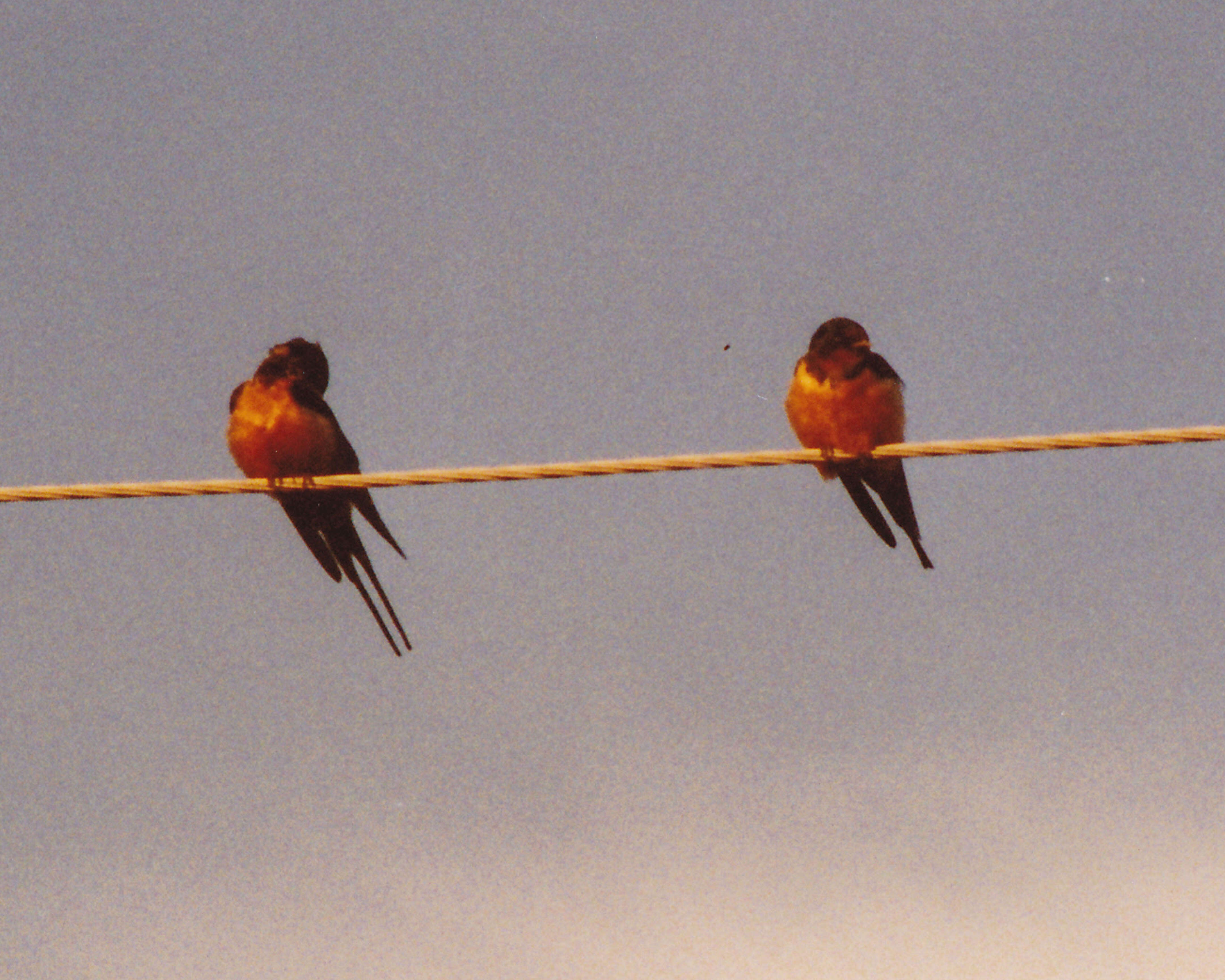 Image of Hirundo Linnaeus 1758