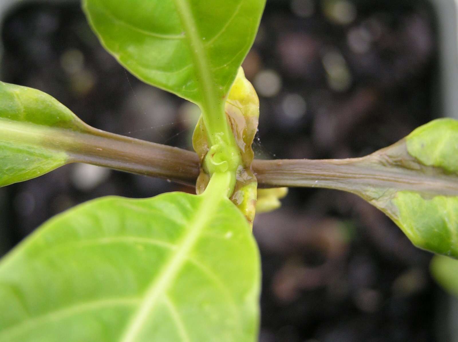 Image of Indian mulberry