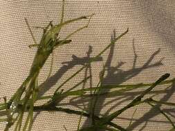 Image of Translucent Stonewort