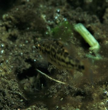 Image of <i>Nannoperca variegata</i> Kuiter & Allen 1986