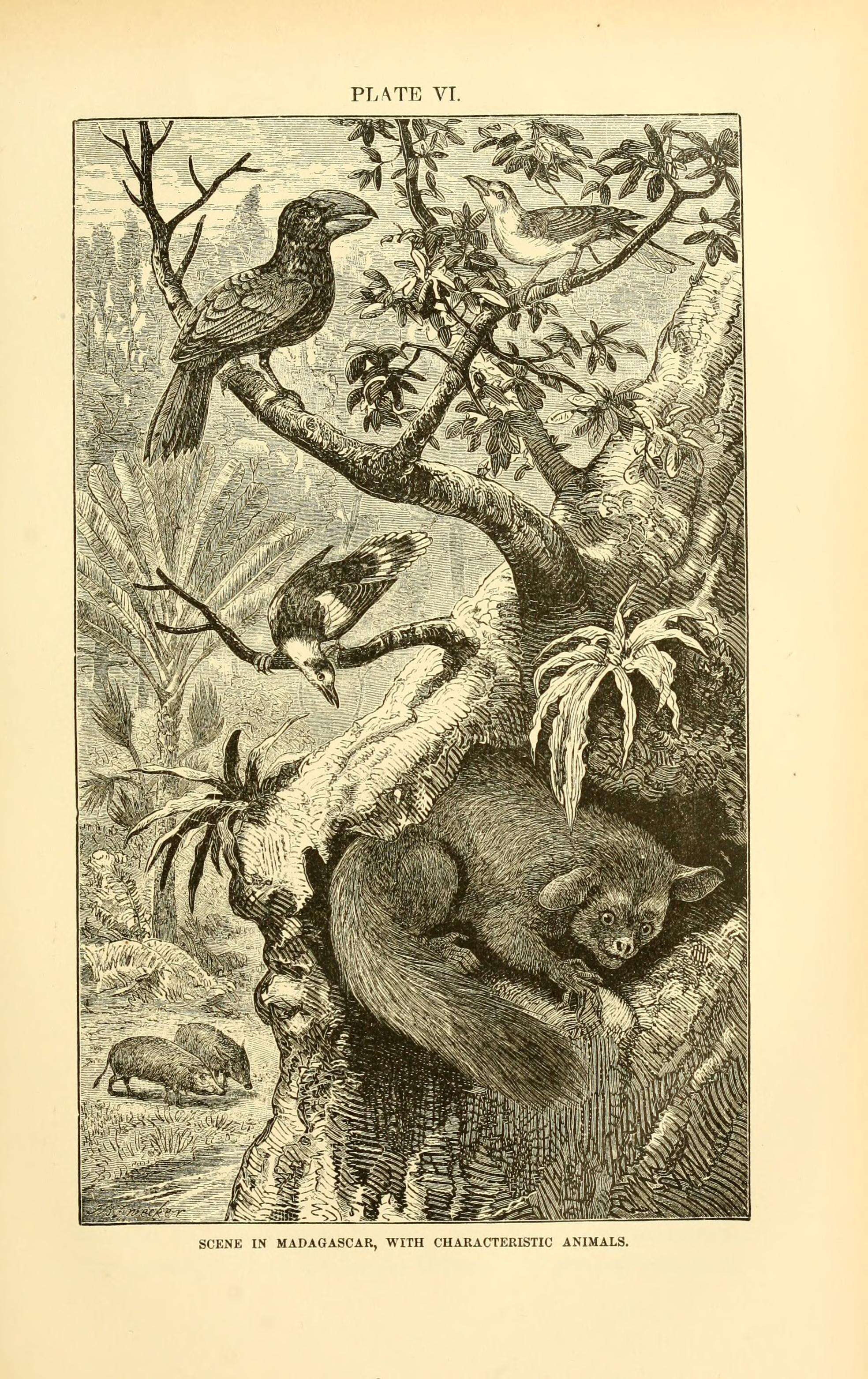 Image de Daubentoniidae