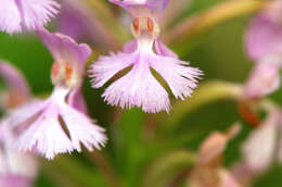 Image of Lesser purple fringed orchid