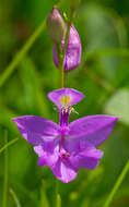 Image of tuberous grasspink