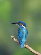 Image of Common Kingfisher