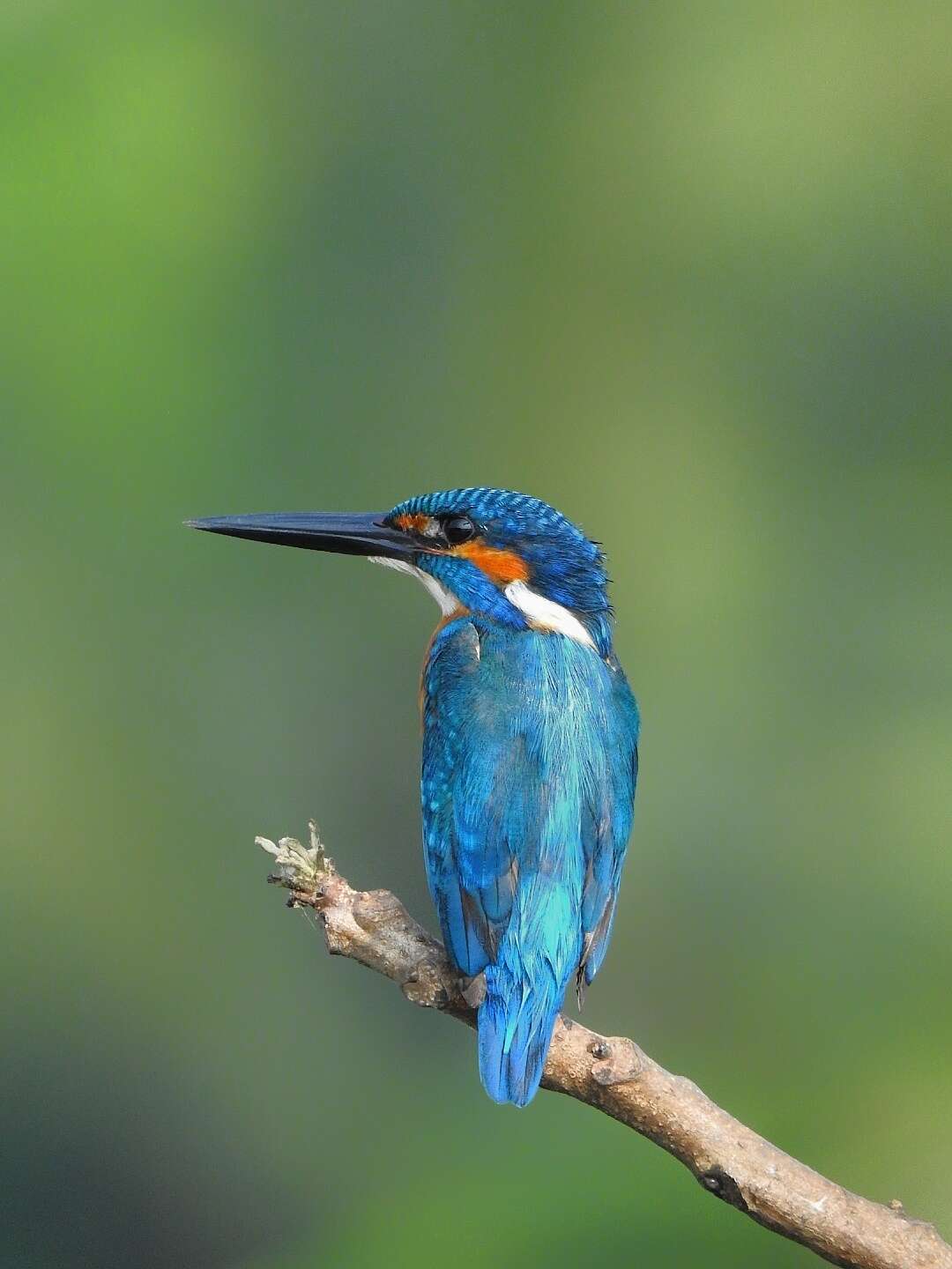 Image of Common Kingfisher