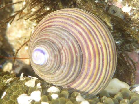 Image of Blue Top Snail