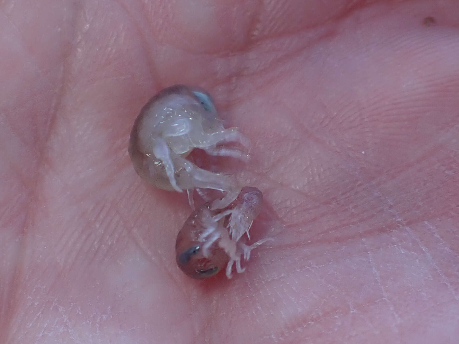 Image of jellyfish amphipods