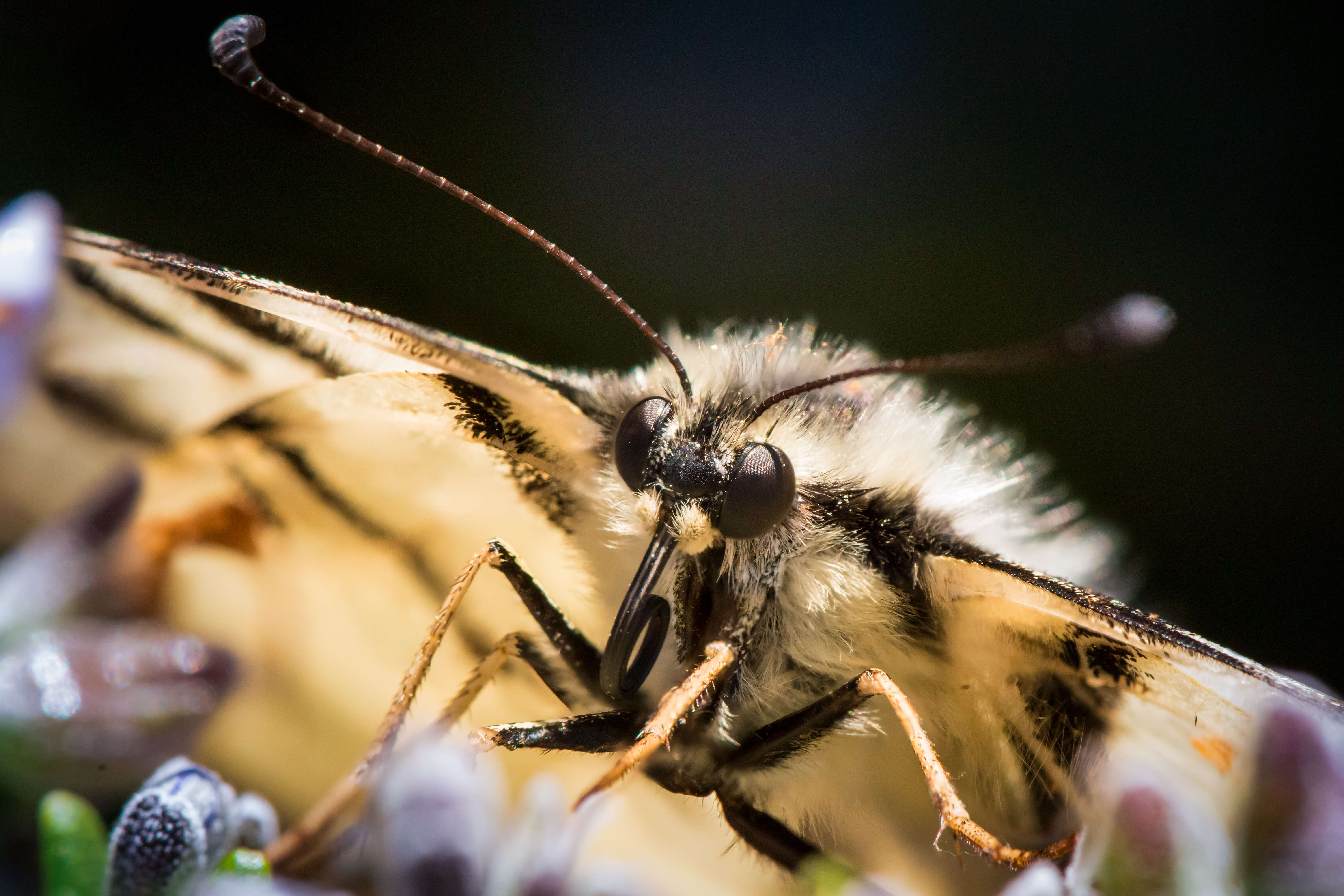 Imagem de Iphiclides