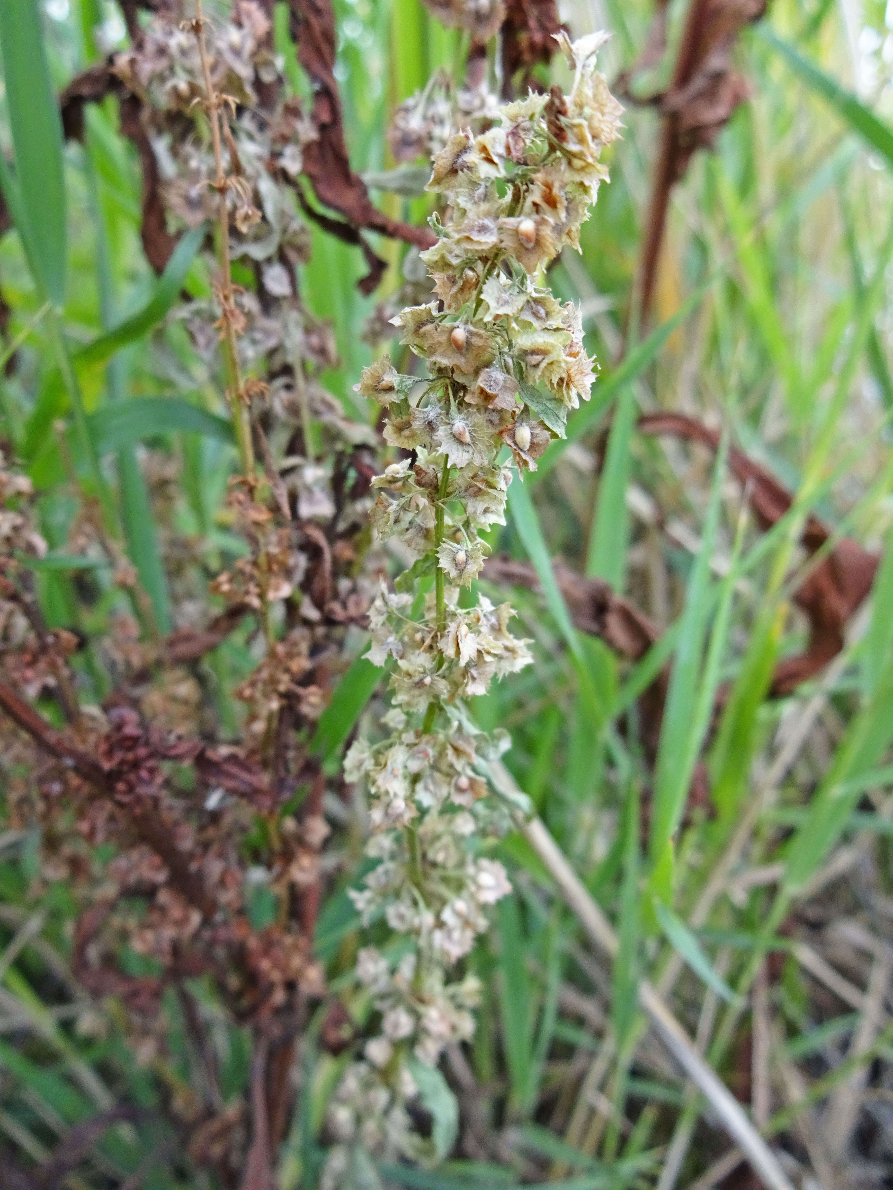 Image de Rumex stenophyllus Ledeb.