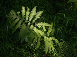 Image of sensitive fern