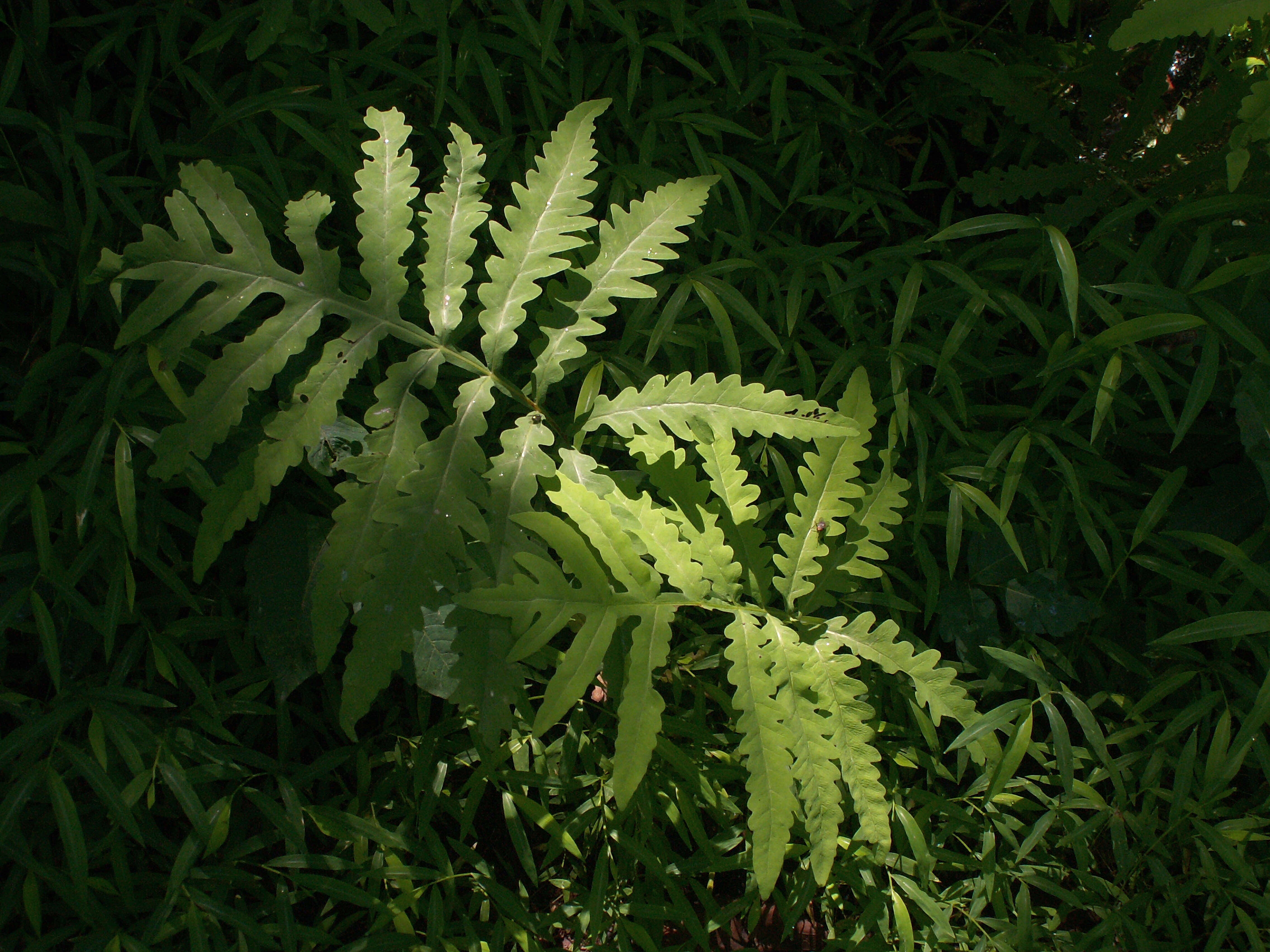 Image of sensitive fern