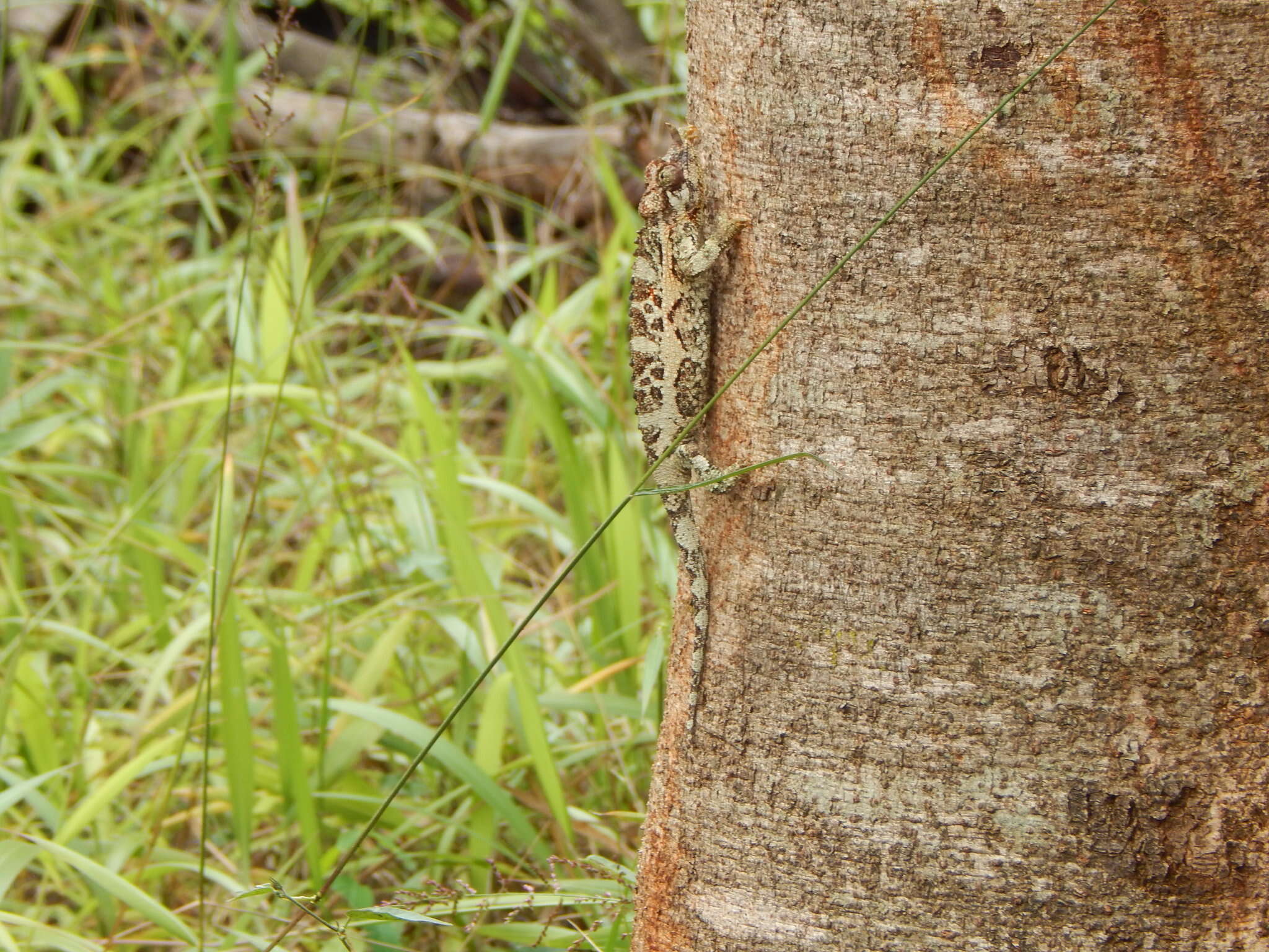 Image of Chamaeleo jacksonii