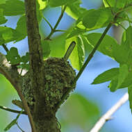 Image of gnatcatchers