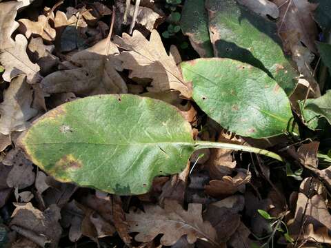 Image of Lungwort