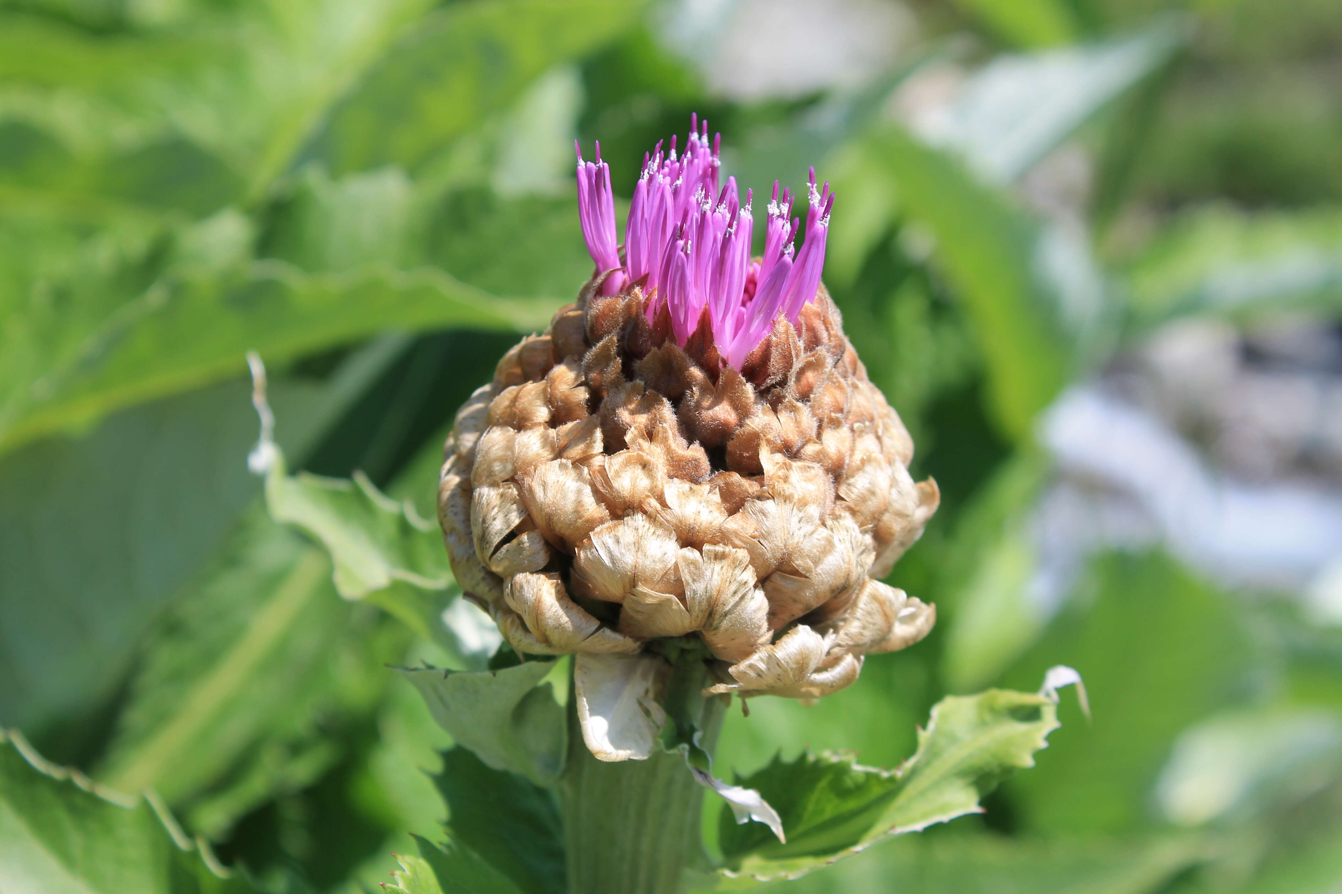 Image of Giant Scabiosa