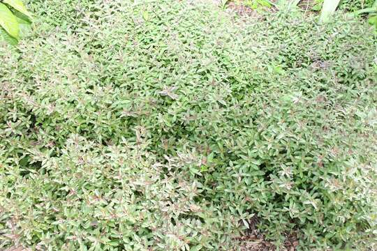 Image of Salvia sinaloensis Fernald