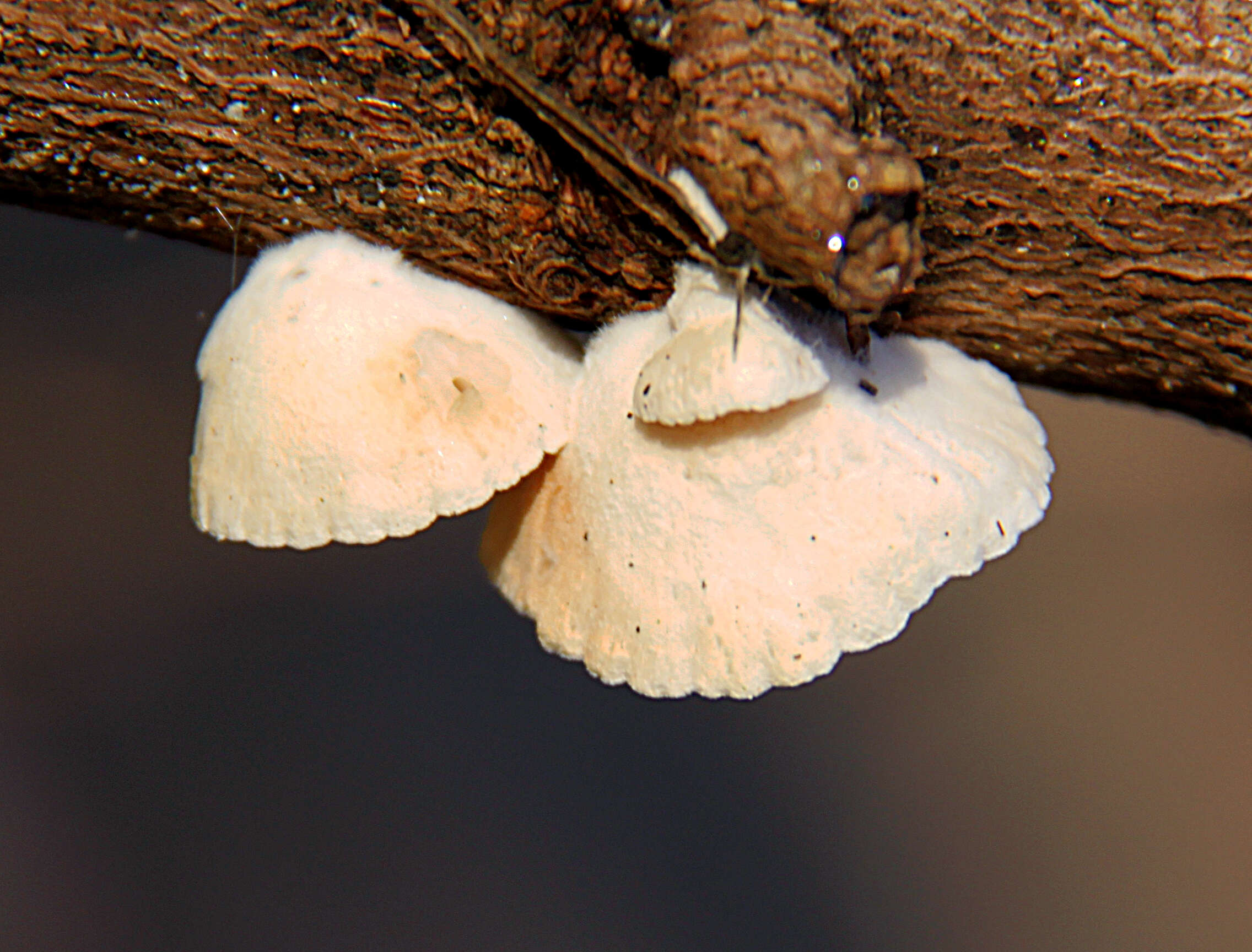 Image of Crepidotus variabilis (Pers.) P. Kumm. 1871