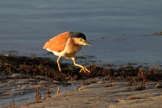 Image of Nankeen Night Heron