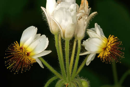 Image of African hemp