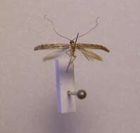 Image of Caloptilia linearis (Butler 1877)