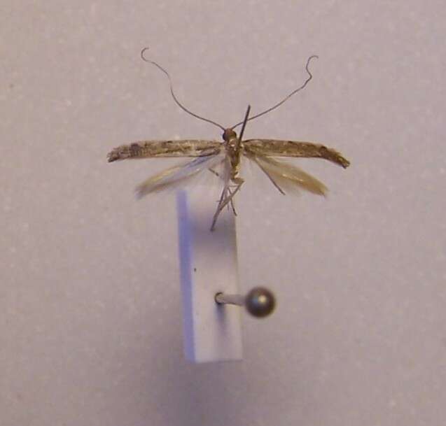 Image of Caloptilia linearis (Butler 1877)