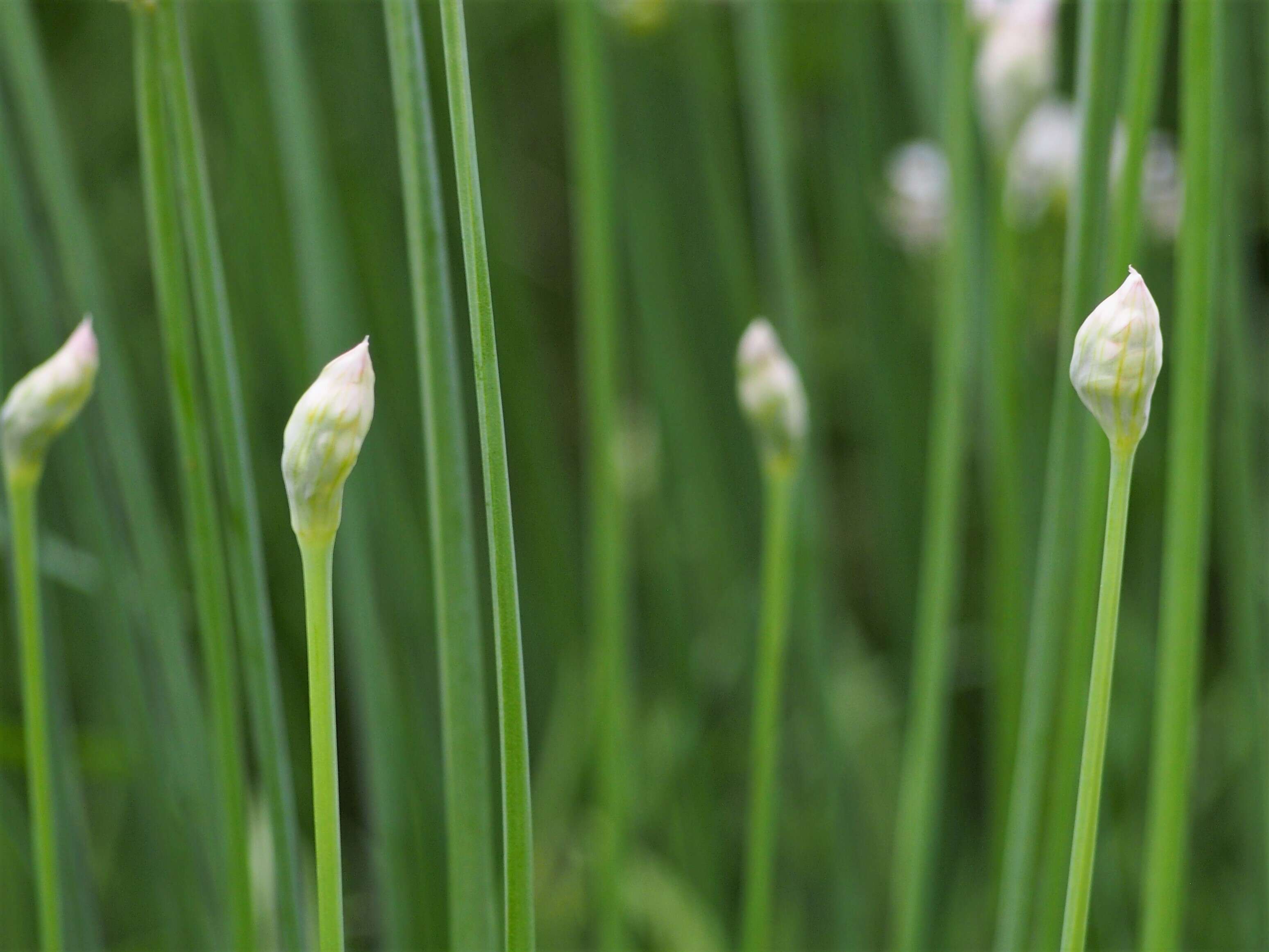 Image of Chinese chives