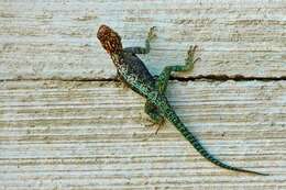 Image of Kirk's Rock Agama