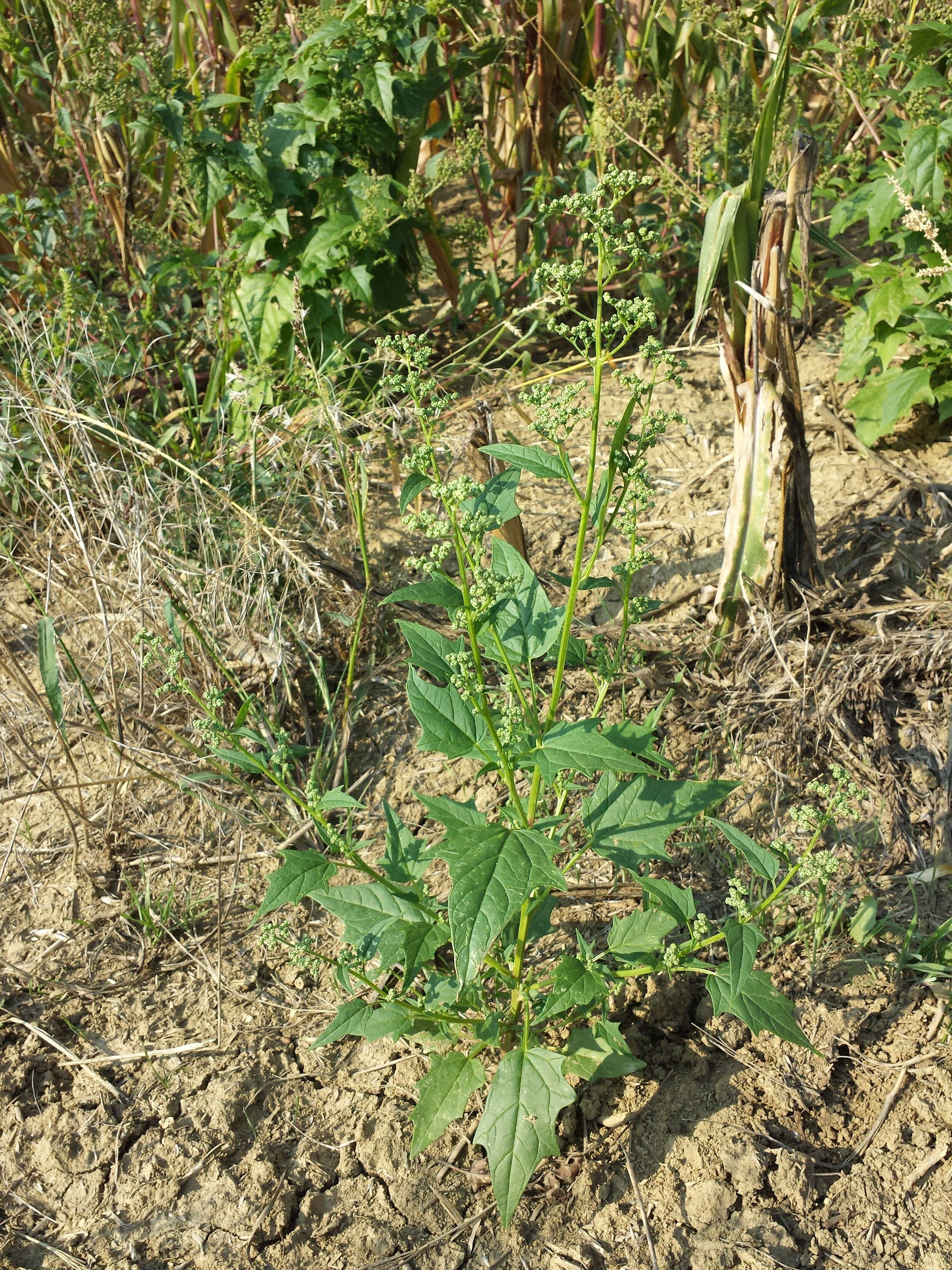 Image de Chenopodiastrum hybridum (L.) S. Fuentes, Uotila & Borsch