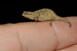 Image of Mount d'Ambre Leaf Chameleon