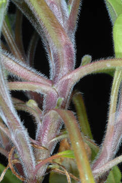 Image of broadleaf forget-me-not