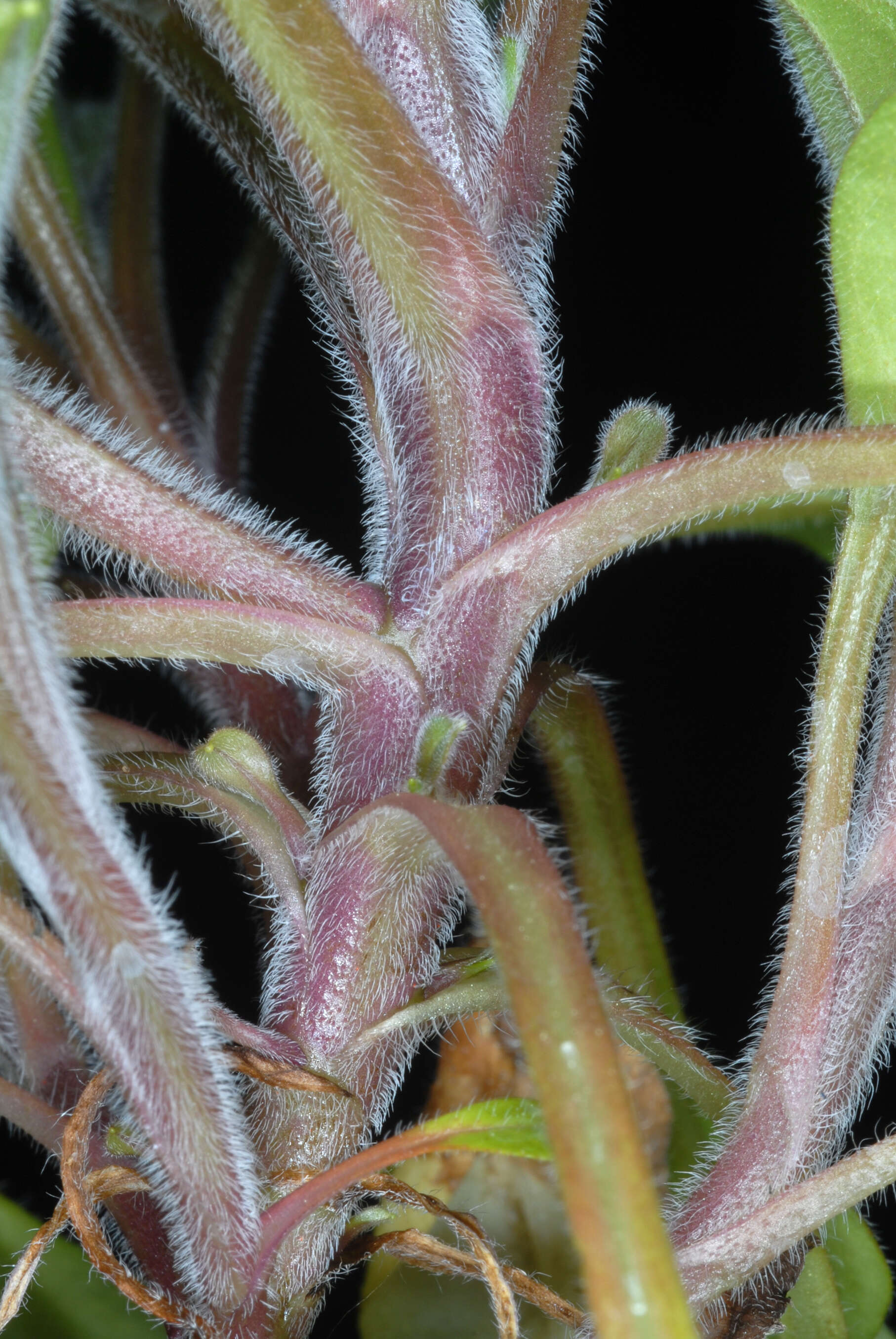 Image de Myosotis latifolia Poir.