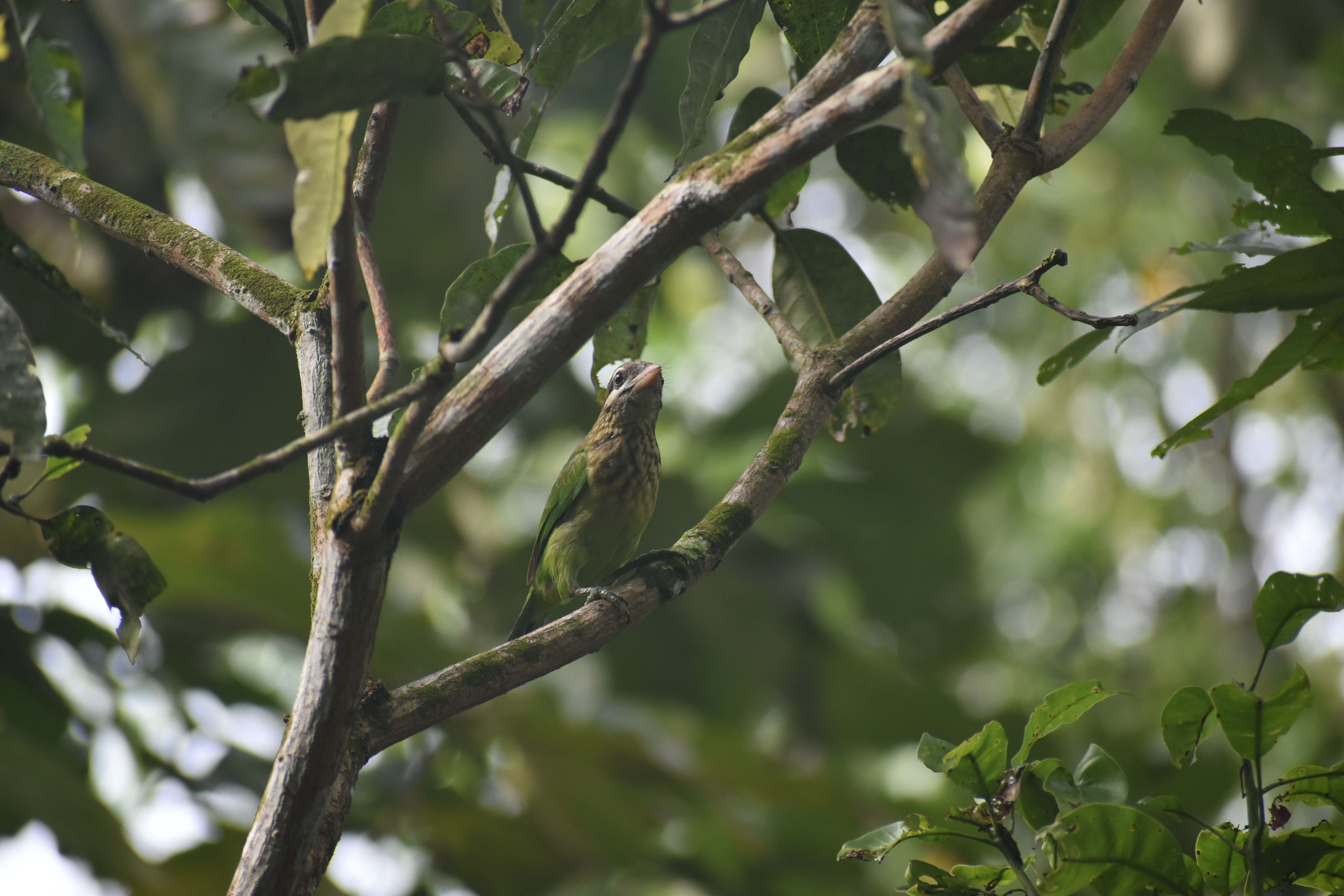 صورة Psilopogon viridis (Boddaert 1783)