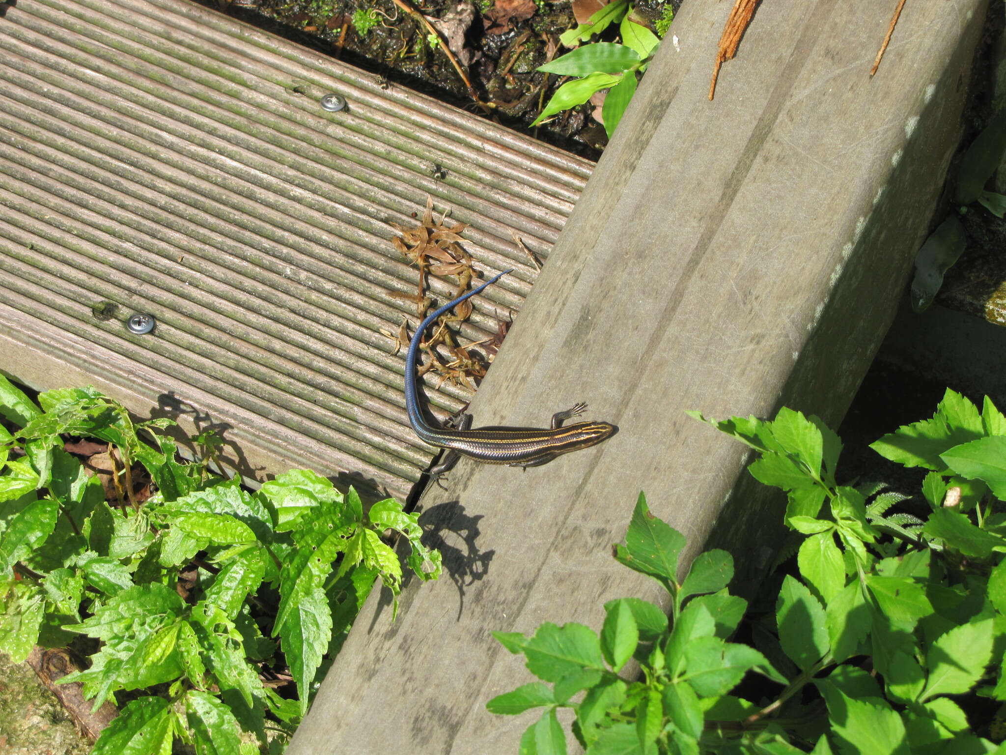 Image of Shanghai Elegant Skink