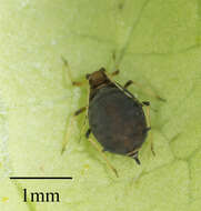 Слика од Aphis (Toxoptera) aurantii aurantii Boyer de Fonscolombe 1841