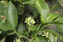 Image of Common spindle tree